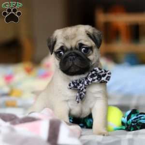 Poppy, Pug Puppy